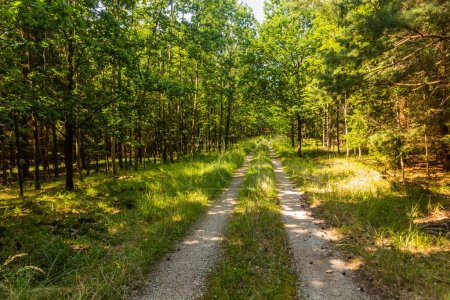 Foto de Camino en un bosque del sur de Bohemia, República Checa - Imagen libre de derechos