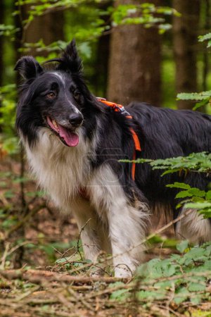 Foto de Collie raza perro en un bosque - Imagen libre de derechos