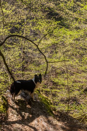 Téléchargez les photos : Collie chien de race dans une forêt - en image libre de droit