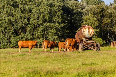 Foto de Vacas en un pasto cerca de Vilemov, República Checa - Imagen libre de derechos