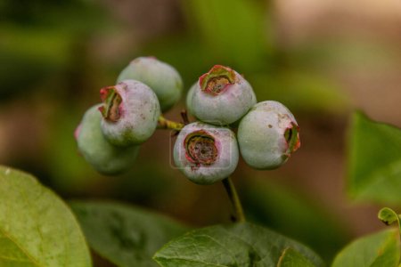 Photo for Unripe fruits of northern highbush blueberry (Vaccinium corymbosum) - Royalty Free Image