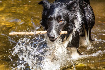 Téléchargez les photos : Collie chien de race dans une eau avec un bâton - en image libre de droit