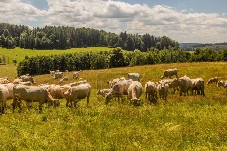 Photo for Herd of cows near Lobendava, Czech Republic - Royalty Free Image