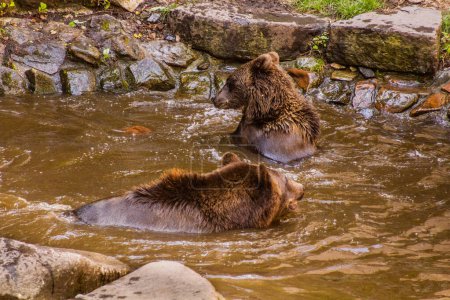 Photo for Bears in the moat of Cesky Krumlov castle, Czech Republic - Royalty Free Image