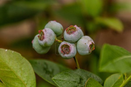 Photo for Unripe fruits of northern highbush blueberry (Vaccinium corymbosum) - Royalty Free Image