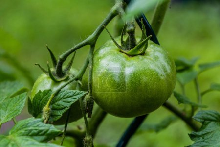 Photo for Green unripe tomatoes on a plant - Royalty Free Image