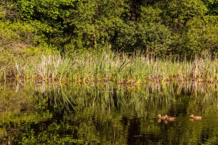 Photo for Ducks at a small pond near Cesky Krumlov, Czech Republic - Royalty Free Image