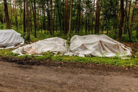 Téléchargez les photos : Des billes provenant d'arbres infectés par le scolyte de l'épinette européenne sont couvertes pour empêcher la propagation des insectes, République tchèque - en image libre de droit