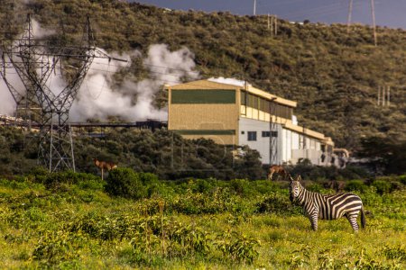 Téléchargez les photos : Zèbre devant la centrale géothermique Olkaria I dans le parc national Hell's Gate, Kenya - en image libre de droit