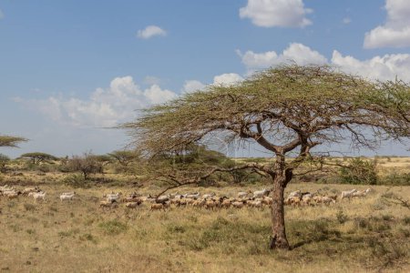 Téléchargez les photos : Troupeau de chèvres près de Marsabit, Kenya - en image libre de droit