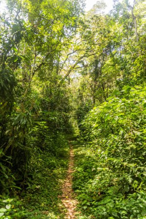 Photo for Hiking trail in Kakamega Forest Reserve, Kenya - Royalty Free Image