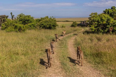 Foto de Vehículo Safari y guepardos en la Reserva Nacional Masai Mara, Kenia - Imagen libre de derechos