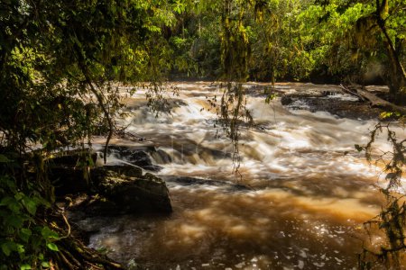 Photo for River Yala in Kakamega Forest Reserve, Kenya - Royalty Free Image