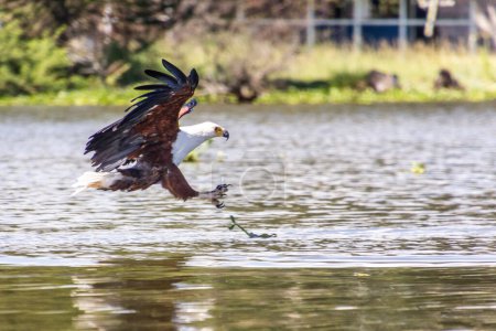 Téléchargez les photos : Aigle à poisson (Haliaeetus vocifer) chassant les poissons sur le lac Naivasha, Kenya - en image libre de droit