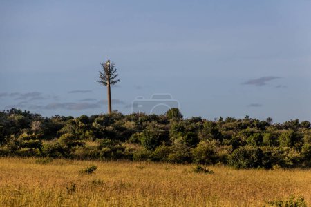 Photo for Camouflaged cell tower in Masai Mara National Reserve, Kenya - Royalty Free Image