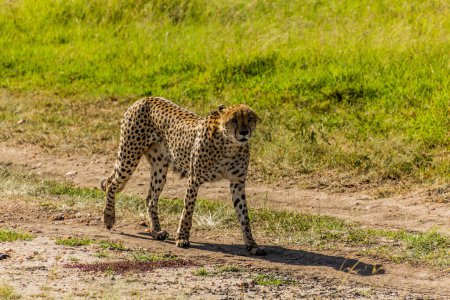 Téléchargez les photos : Guépard dans la réserve nationale Masai Mara, Kenya - en image libre de droit