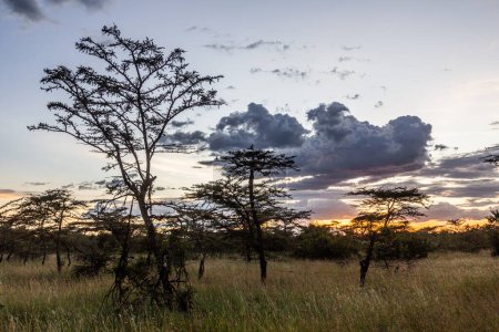 Foto de Puesta de sol en tierras Masai, Kenia - Imagen libre de derechos