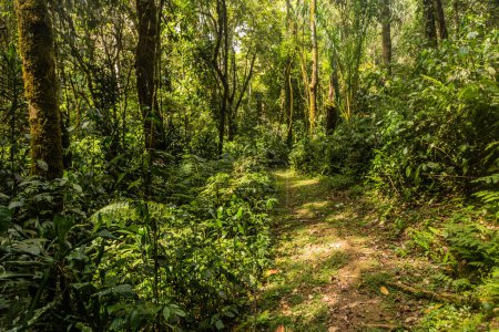 Téléchargez les photos : Sentier de randonnée dans la réserve forestière de Kakamega, Kenya - en image libre de droit