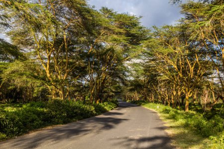 Camino pavimentado alrededor del lago Naivasha, Kenia