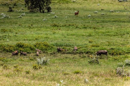 Téléchargez les photos : Warthogs (Phacochoerus africanus) dans le parc national Hell's Gate, Kenya. - en image libre de droit