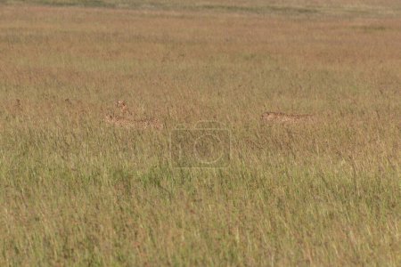 Téléchargez les photos : Guépards dans la réserve nationale du Masai Mara, Kenya - en image libre de droit