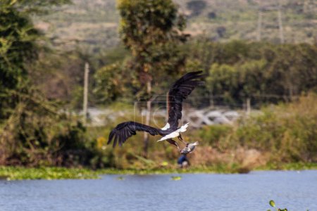 Águila pescadora africana (Haliaeetus vocifer) cazando peces en el lago Naivasha, Kenia