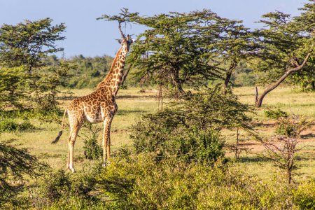 Foto de Jirafa cerca de la Reserva Nacional Masai Mara, Kenia - Imagen libre de derechos