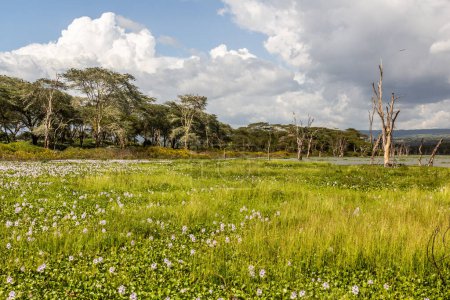 Photo for Marshes on Naivasha lake, Kenya - Royalty Free Image