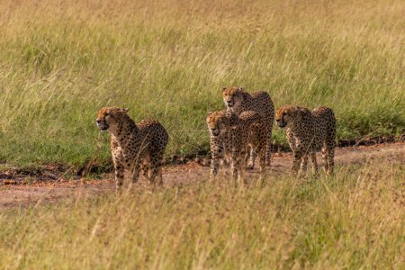 Téléchargez les photos : Groupe de frères guépards dans la réserve nationale de Masai Mara, Kenya - en image libre de droit