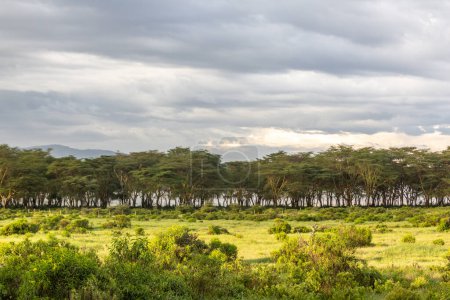 Foto de Paisaje cerca del lago Naivasha, Kenia - Imagen libre de derechos