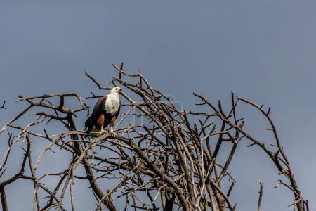 Águila pescadora africana (Haliaeetus vocifer) cerca del lago Naivasha, Kenia