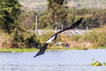 Afrikanischer Fischadler (Haliaeetus vocifer) auf der Jagd nach Fischen im Naivasha See, Kenia