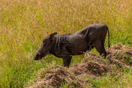 Warthog (Phacochoerus africanus) in Masai Mara National Reserve, Kenya