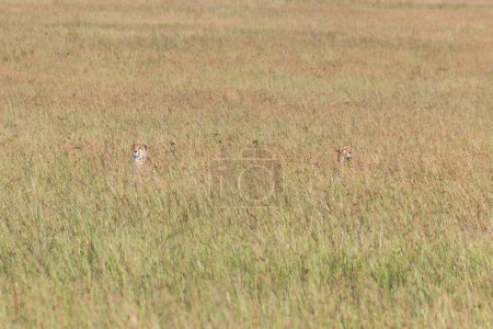 Téléchargez les photos : Guépards dans la réserve nationale du Masai Mara, Kenya - en image libre de droit