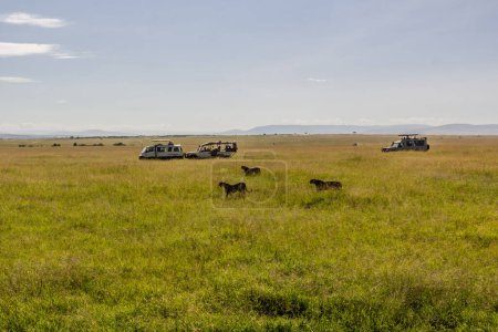 Téléchargez les photos : Véhicules Safari et guépards dans la réserve nationale du Masai Mara, Kenya - en image libre de droit