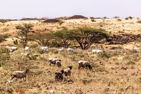 Foto de Manada de cabras cerca de la ciudad de Marsabit, Kenia - Imagen libre de derechos