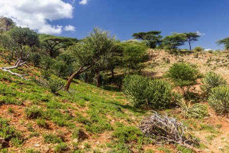 Photo for Landscape near South Horr village, Kenya - Royalty Free Image