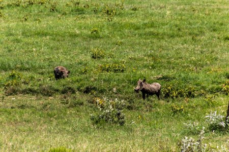 Foto de Warthogs (Phacochoerus africanus) en el Parque Nacional Hell 's Gate, Kenia. - Imagen libre de derechos
