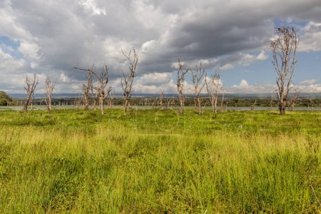 Árboles muertos cerca del lago Naivasha, Kenia