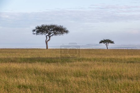 Foto de Paisaje de la Reserva Nacional Masai Mara, Kenia - Imagen libre de derechos