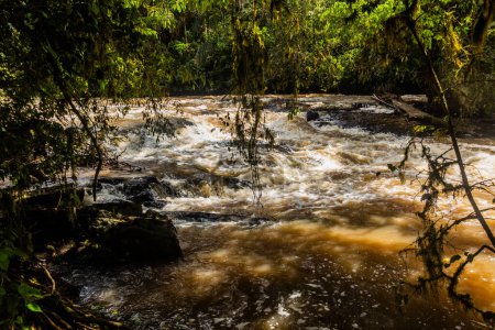 Foto de Río Yala en la Reserva Forestal Kakamega, Kenia - Imagen libre de derechos