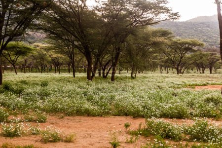 Foto de Paisaje cerca del pueblo de South Horr, Kenia - Imagen libre de derechos