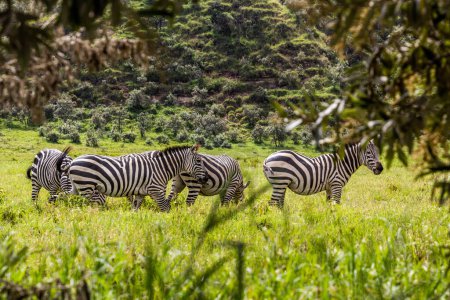 Foto de Cebras en el Parque Nacional Hell 's Gate, Kenia - Imagen libre de derechos