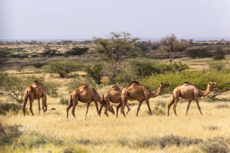 Foto de Camellos cerca de Marsabit town, Kenia - Imagen libre de derechos