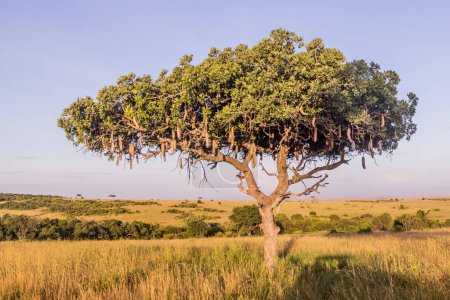 Foto de Árbol de Kigelia en la Reserva Nacional Masai Mara, Kenia - Imagen libre de derechos