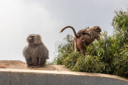 Téléchargez les photos : Troupe de babouins Hamadryas (Papio hamadryas) au point de vue d'Al Souda, Arabie Saoudite - en image libre de droit