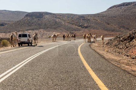 Camels sur une route 8788 vers Wadi Disah, Arabie Saoudite