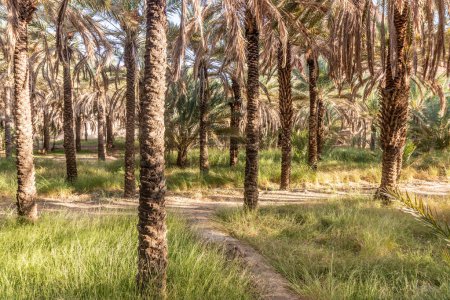 Photo for Date palm grove near Al Ula, Saudi Arabia - Royalty Free Image
