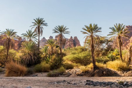 Palmeras en el cañón de Wadi Disah, Arabia Saudita