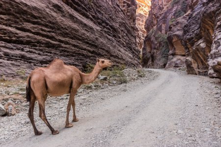 Camel in Wadi Lajab canyon, Saudi Arabia